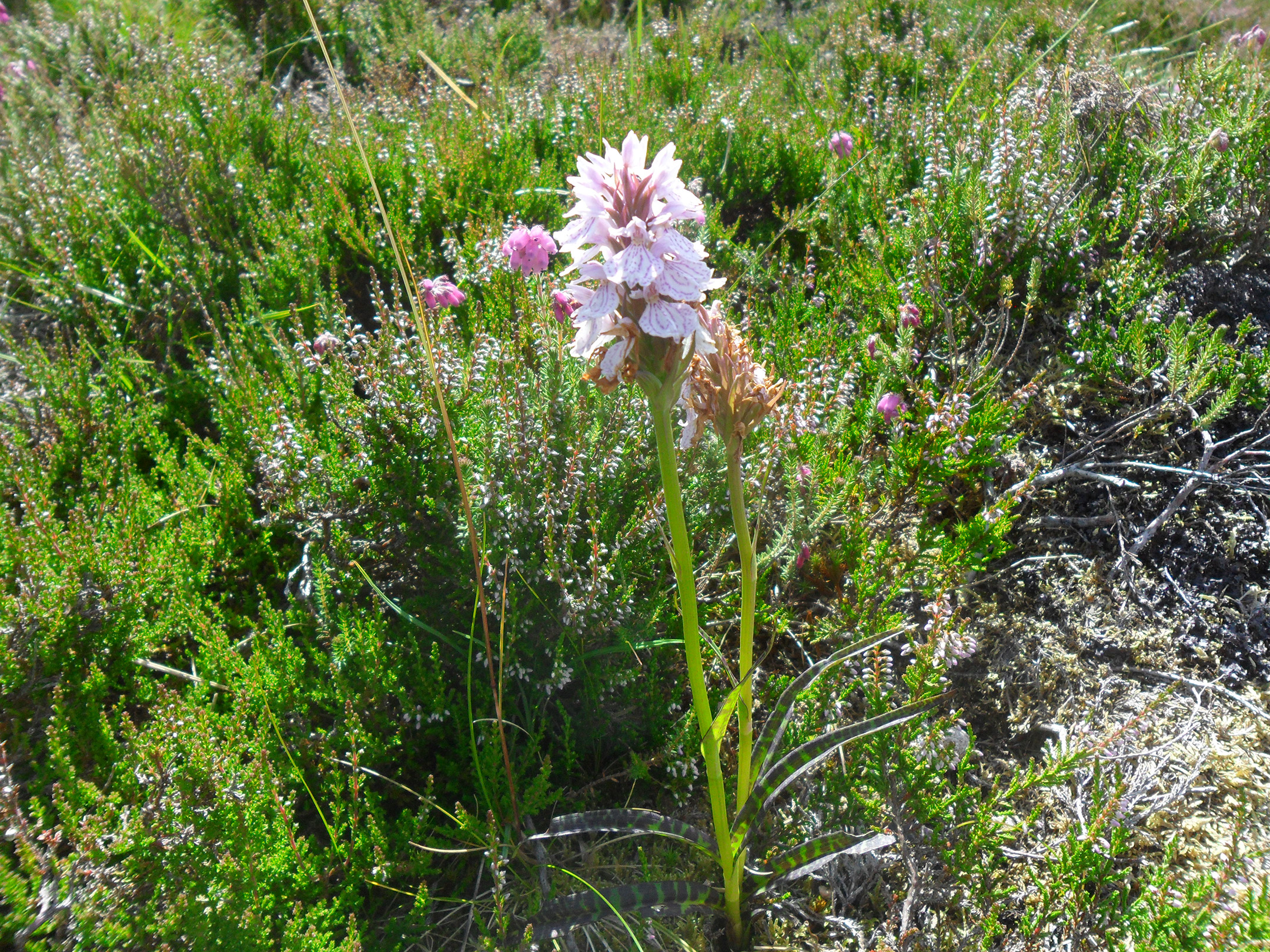 16  and the Heath spotted Orchid.JPG